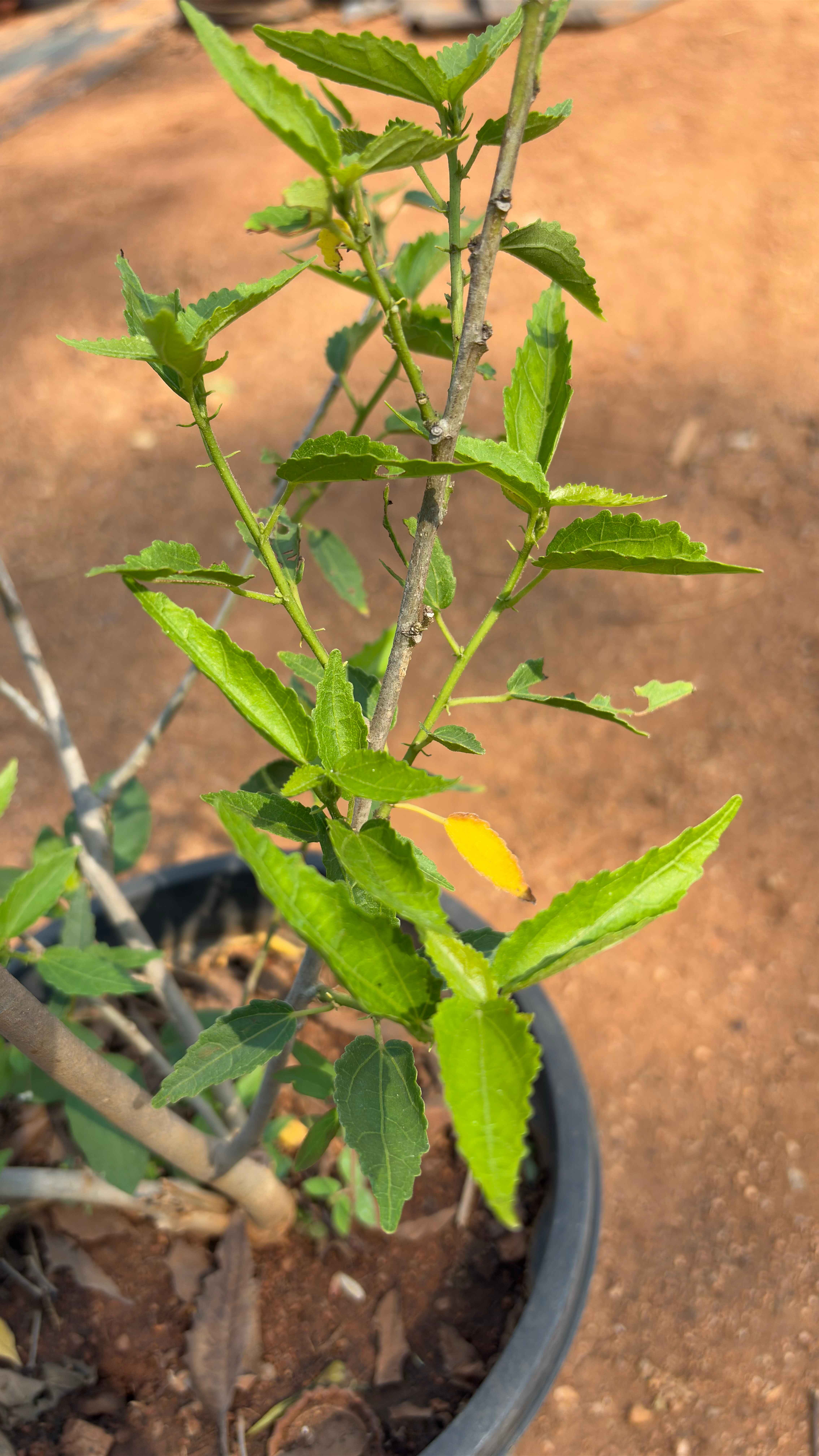 Malvaviscus arboreus